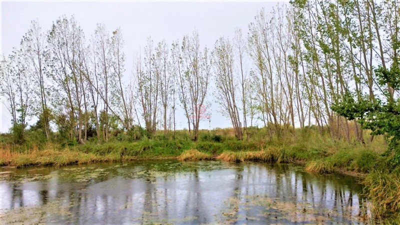 GREENWOOD VENDE HERMOSA FINCA CON VINEDOS Y TIERRA PARA CULTIVAR EN SAN MARTIN