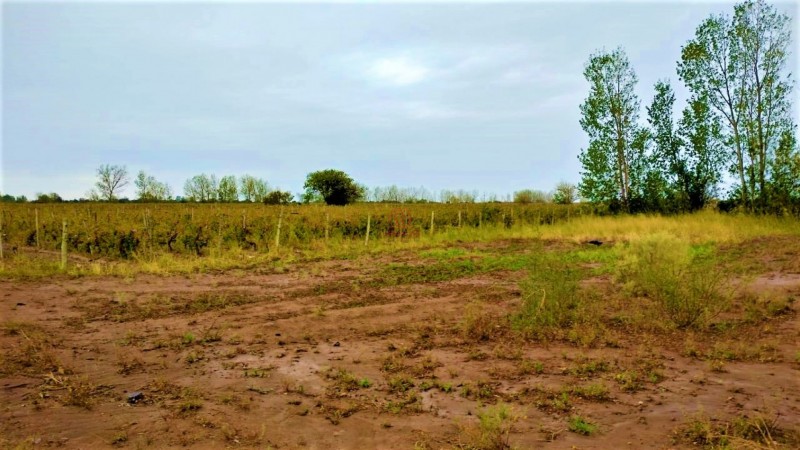 GREENWOOD VENDE HERMOSA FINCA CON VINEDOS Y TIERRA PARA CULTIVAR EN SAN MARTIN
