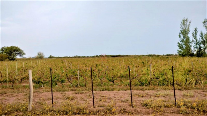 GREENWOOD VENDE HERMOSA FINCA CON VINEDOS Y TIERRA PARA CULTIVAR EN SAN MARTIN