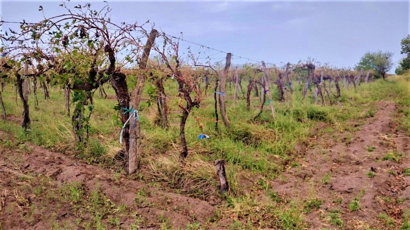 GREENWOOD VENDE HERMOSA FINCA CON VINEDOS Y TIERRA PARA CULTIVAR EN SAN MARTIN