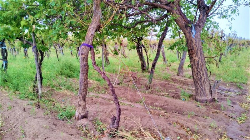 GREENWOOD VENDE HERMOSA FINCA CON VINEDOS Y TIERRA PARA CULTIVAR EN SAN MARTIN