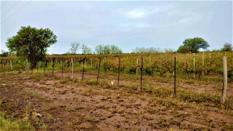 GREENWOOD VENDE HERMOSA FINCA CON VINEDOS Y TIERRA PARA CULTIVAR EN SAN MARTIN
