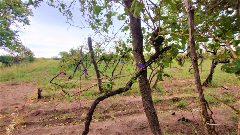 GREENWOOD VENDE HERMOSA FINCA CON VINEDOS Y TIERRA PARA CULTIVAR EN SAN MARTIN