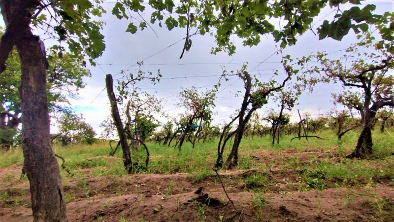 GREENWOOD VENDE HERMOSA FINCA CON VINEDOS Y TIERRA PARA CULTIVAR EN SAN MARTIN