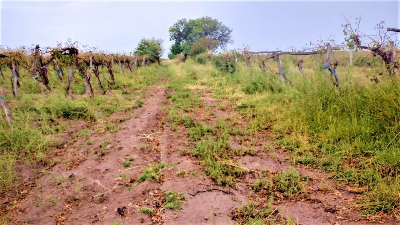 GREENWOOD VENDE HERMOSA FINCA CON VINEDOS Y TIERRA PARA CULTIVAR EN SAN MARTIN
