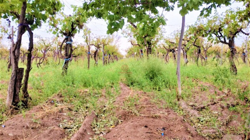 GREENWOOD VENDE HERMOSA FINCA CON VINEDOS Y TIERRA PARA CULTIVAR EN SAN MARTIN