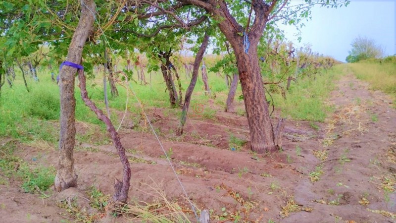 GREENWOOD VENDE HERMOSA FINCA CON VINEDOS Y TIERRA PARA CULTIVAR EN SAN MARTIN