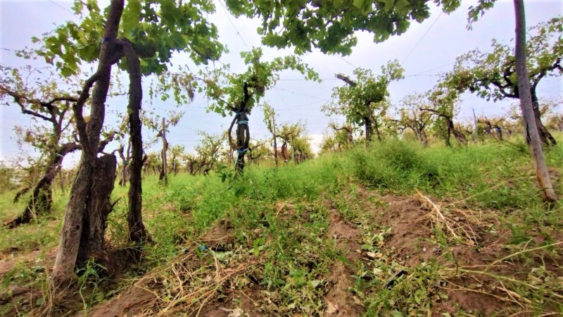 GREENWOOD VENDE HERMOSA FINCA CON VINEDOS Y TIERRA PARA CULTIVAR EN SAN MARTIN