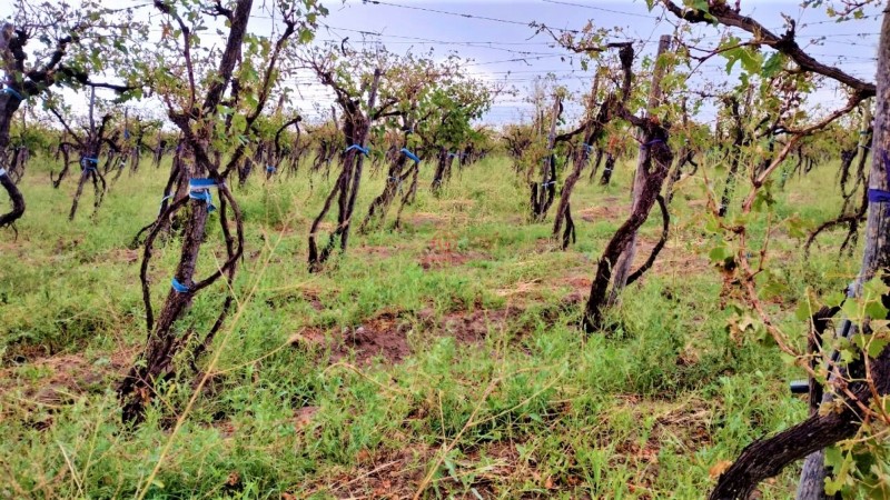 GREENWOOD VENDE HERMOSA FINCA CON VINEDOS Y TIERRA PARA CULTIVAR EN SAN MARTIN