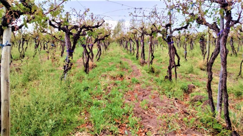 GREENWOOD VENDE HERMOSA FINCA CON VINEDOS Y TIERRA PARA CULTIVAR EN SAN MARTIN
