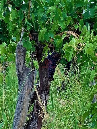 GREENWOOD VENDE HERMOSA FINCA CON VINEDOS Y TIERRA PARA CULTIVAR EN SAN MARTIN
