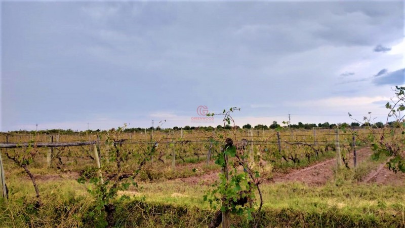 GREENWOOD VENDE HERMOSA FINCA CON VINEDOS Y TIERRA PARA CULTIVAR EN SAN MARTIN