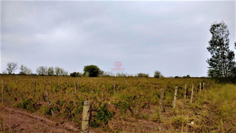 GREENWOOD VENDE HERMOSA FINCA CON VINEDOS Y TIERRA PARA CULTIVAR EN SAN MARTIN