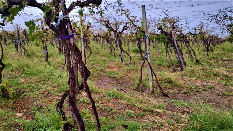GREENWOOD VENDE HERMOSA FINCA CON VINEDOS Y TIERRA PARA CULTIVAR EN SAN MARTIN