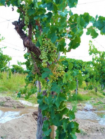 GREENWOOD VENDE HERMOSA FINCA CON VINEDOS Y TIERRA PARA CULTIVAR EN SAN MARTIN