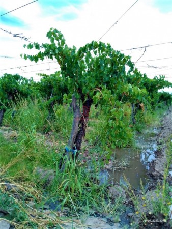 GREENWOOD VENDE HERMOSA FINCA CON VINEDOS Y TIERRA PARA CULTIVAR EN SAN MARTIN