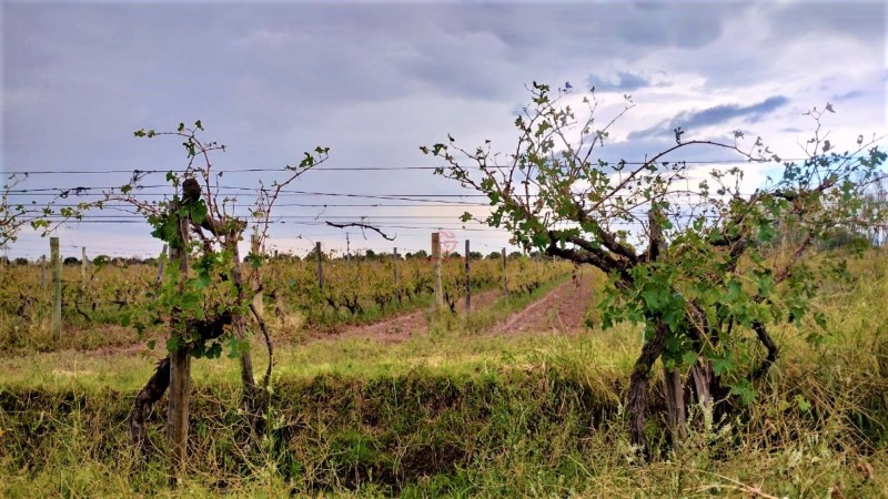 GREENWOOD VENDE HERMOSA FINCA CON VINEDOS Y TIERRA PARA CULTIVAR EN SAN MARTIN