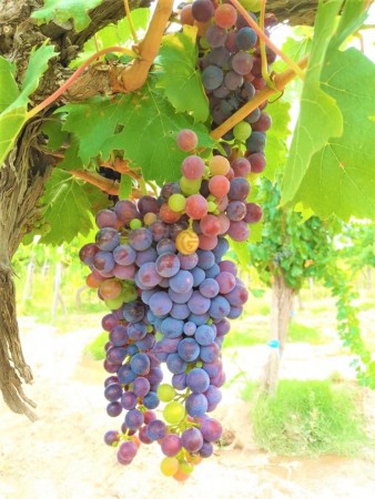GREENWOOD VENDE HERMOSA FINCA CON VINEDOS Y TIERRA PARA CULTIVAR EN SAN MARTIN
