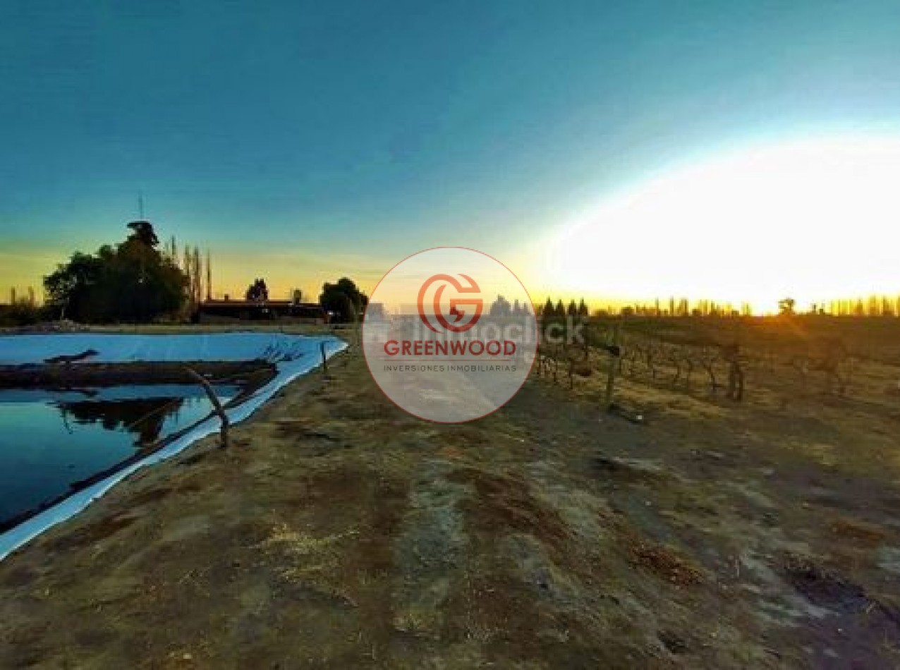 GREENWOOD VENDE FABULOSA FINCA CON VIÑEDO, CASA Y PEQUEÑA BODEGA ARTESANAL EN SAN RAFAEL