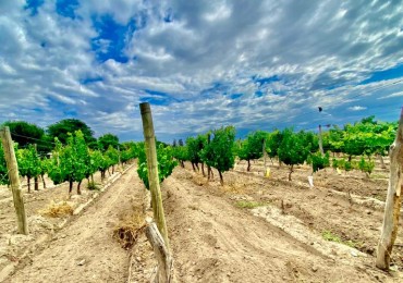 GREENWOOD VENDE FINCA DE ENSUENOS EN VISTA FLORES, UBICACION PRIVILEGIADA, CULTIVOS, AGUA Y ENTORNO UNICO