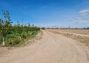GREENWOOD VENDE FINCA EN EXCELENTES CONDICIONES, DERECHO DE RIEGO Y POZO PROPIO EN MAIPU