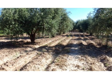 GREENWOOD VENDE TERRENO EN CRUZ DE PIEDRA, MAIPU MENDOZA
