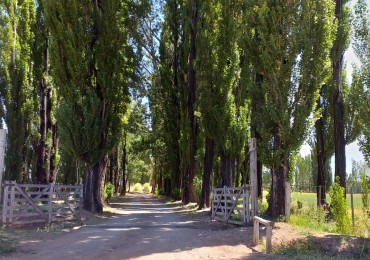 GREENWOOD INVERSIONES INMOBILIARIAS VENDE FINCA LISTA PARA CULTIVAR