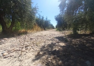 GREENWOOD VENDE LOTES DE 1 HECTAREA EN MAIPU 