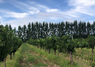 GREENWOOD INVERSIONES INMOBILIARIAS VENDE FINCA UGARTECHE