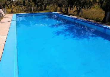 GREENWOOD VENDE FINCA OLIVAR EN PRODUCCION EN MAIPU.