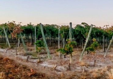 GREENWOOD INMOBILIARIA VENDE FINCA EL BAJO - VIÑEDOS EN PRODUCCION