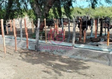 GREENWOOD VENDE CAMPO GANADERO EN SAN RAFAEL DE 5522Ha. 