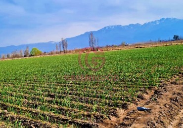 GREENWOOD VENDE EN EL CORAZON DE VISTA FLORES HERMOSA FINCA IDEAL PARA CULTIVO, ACTUALMENTE CON AJO, DERECHO DE RIEGO.
