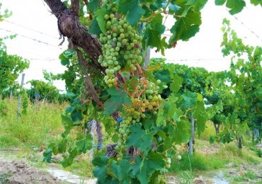 GREENWOOD VENDE HERMOSA FINCA CON VINEDOS Y TIERRA PARA CULTIVAR EN SAN MARTIN